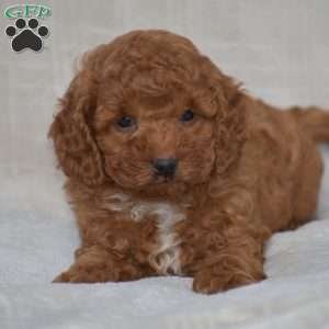 Kyle, Miniature Poodle Puppy